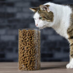 Global Pet Food Market