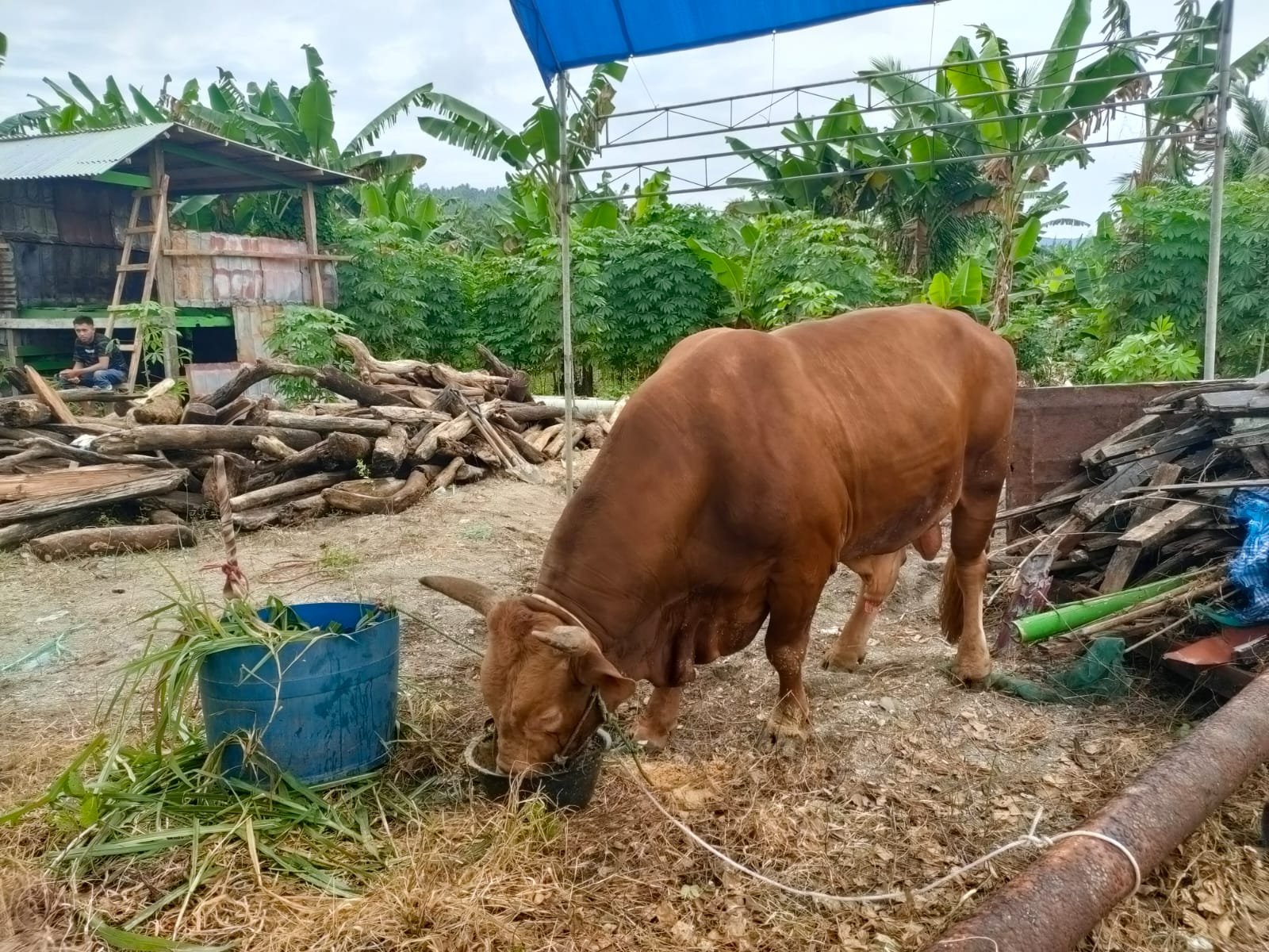 Sapi Berat 1 ton