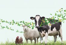 DostoFarm receives Halal certification for PHYTOsolvan product