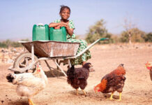 Hendrix Genetics earns FAO recognition for sustainability