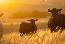 JBS invests $200 million in US beef production
