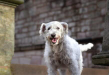 Mushrooms may stabilize dog cognitive health