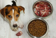 New study compares raw and kibble diets in dogs
