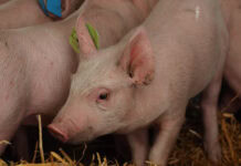 Study examines needle free PRRSV vaccination approach