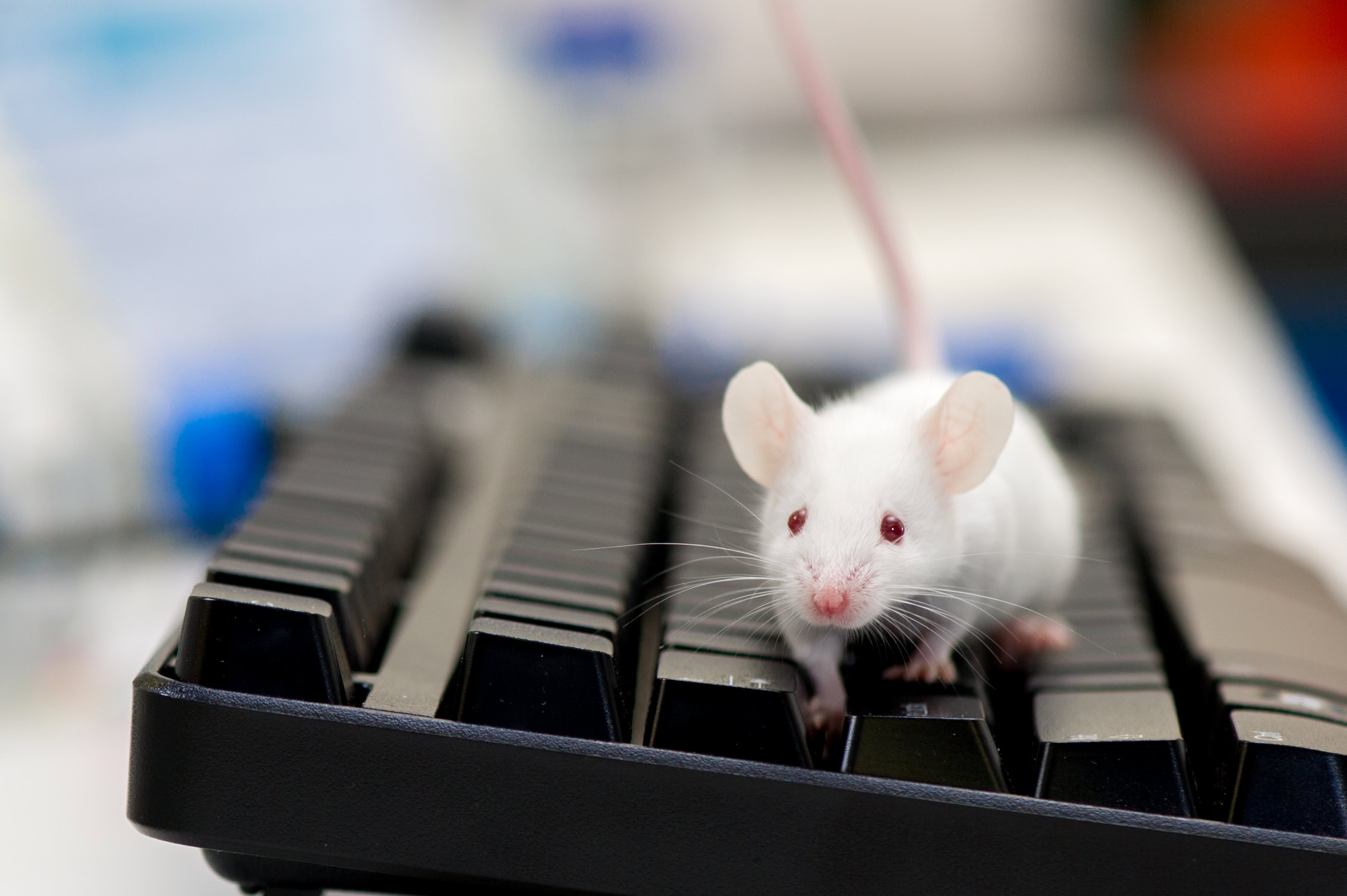 ALZET_animal_lab-198