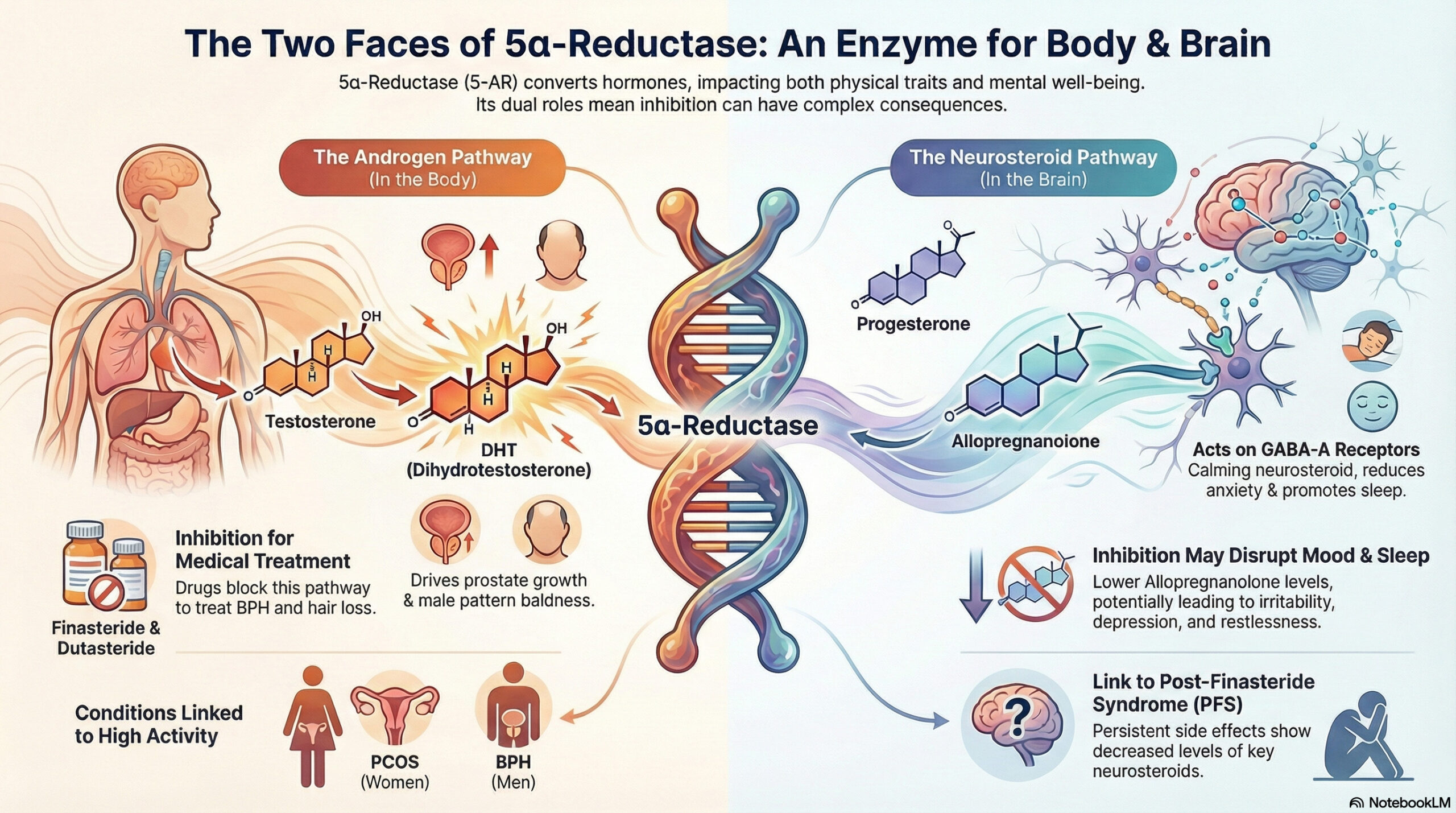 Infographic showing how 5-alpha reductase converts progesterone into allopregnanolone for sleep and mood, and how DHT blockers disrupt this pathway.