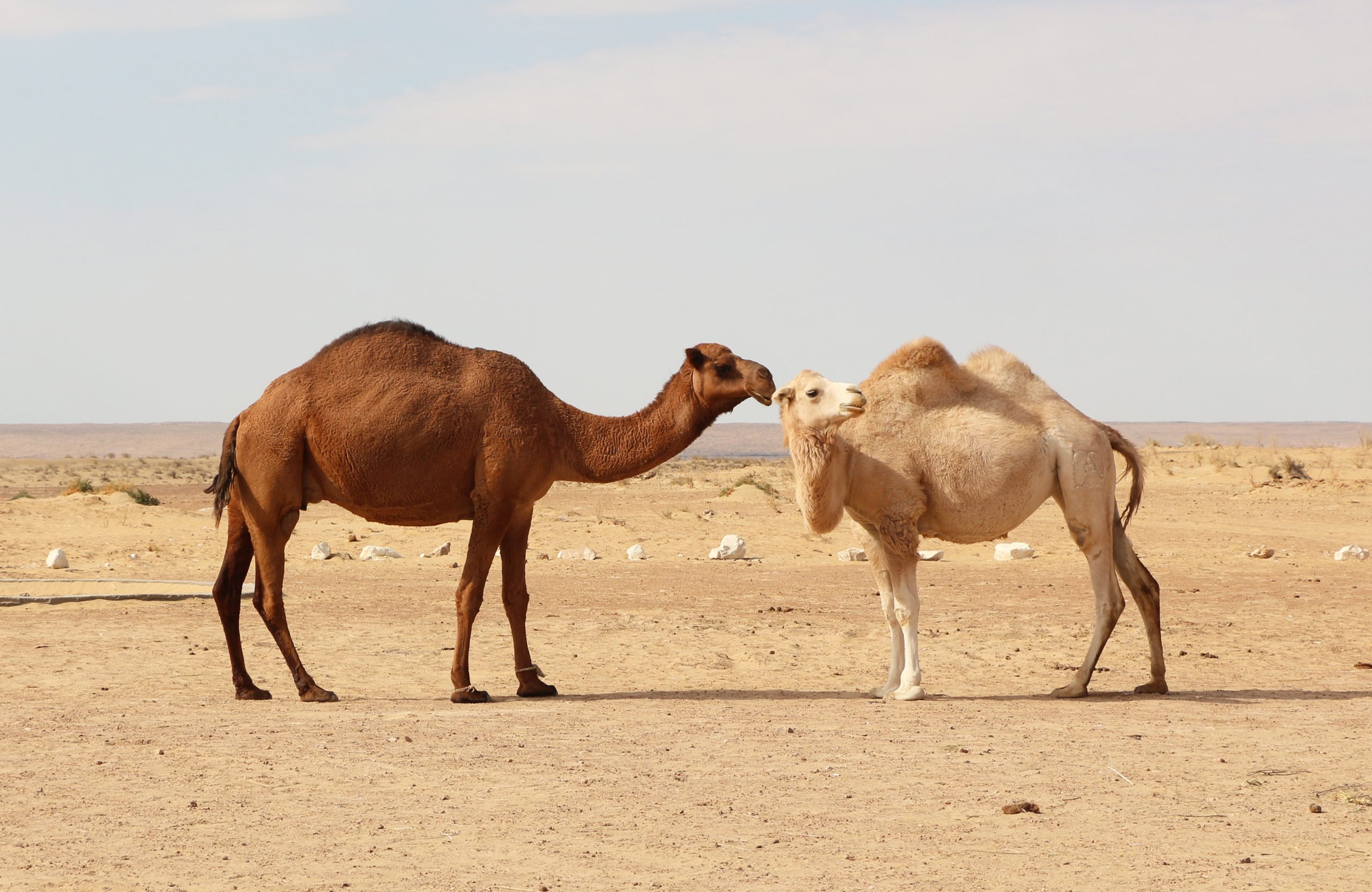Camels in the desert