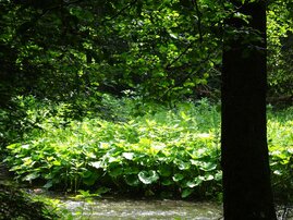 Wandern im Bergischen: Auf Trampelpfaden entlang der Dhünn 1
