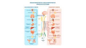 Parasympathetic nervous system
