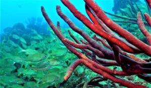 Salt pier - Bonaire, Dutch Antillen