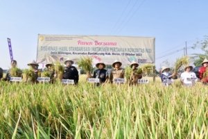 Panen Raya Padi Bersama Petani di Tengah El Nino 