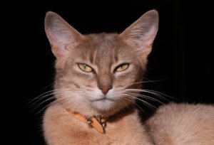 Kucing Berkumis Apasih Fungsi Buat Dirinya