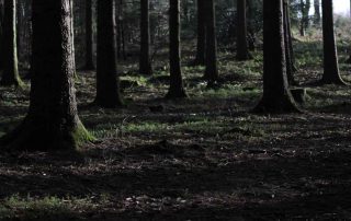 Der Steinhauerpfad #Bergischer Streifzug Nr.8 2