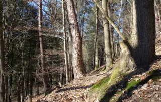 Rundwanderweg im Bröltal 3