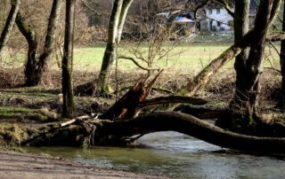 Rundwanderweg Neandertal 2