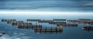 The Shining Star of the Sector: FISH FARMING AND TRENDS