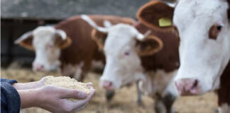 Adisseo publishes updated vitamin recommendations