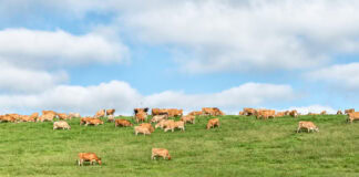 Bezos Earth Fund supports BiomEdit’s methane reduction project