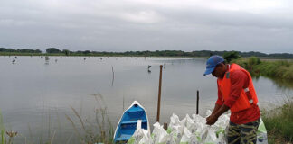 Biomar, Edpacif, Earthworm Foundation, and Auchan collaborate on new sustainable shrimp product