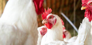 Boehringer avian influenza vaccines receive EU support