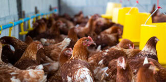 MJBJ expands hatchery operations in Philippines