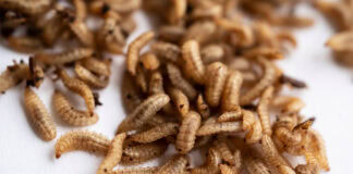 Nasekomo reports stable industrial BSF eggs production rate