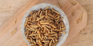 New Report: Insect protein could be 13.5 times worse for climate than soy