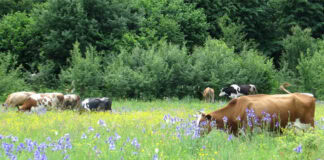 New Study: Agroecology reduces agriculture’s negative impacts