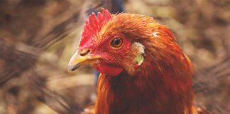 New Utrix poultry solutions debut in Lebanon