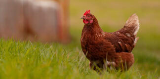 New insights on digestible arginine requirements in broilers