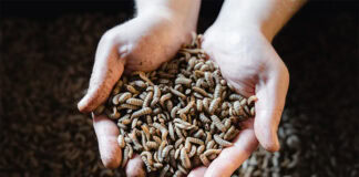 New study focuses on low environmental impact of BSF farming