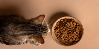 Registrations opened for Hill's Global Symposium 2025