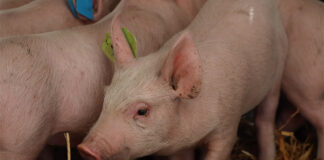 Study examines needle free PRRSV vaccination approach