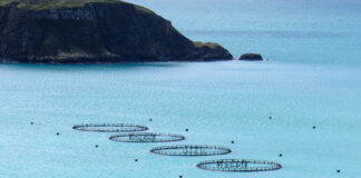 Sustainable fishery at heart of Antarctic Peninsula protection plan