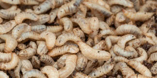 UK insect farming venture targets food waste reduction