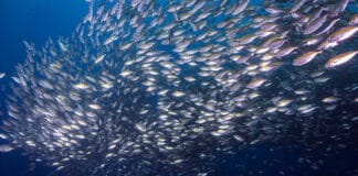 FeedKind Aquafeed Project