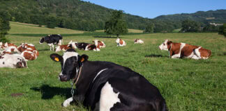 dsm-firmenich and SFR partner for Sustell