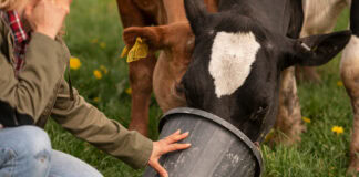 Overcoming regulatory hurdles for plant-based feed additives