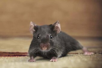 Rüyada Fare Görmek Nedir ve Nasıl Yorumlanır?