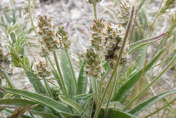 c'est quoi le psyllium
