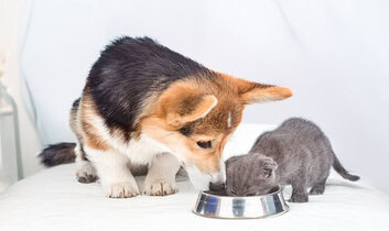 Further Foods signs agreement for cultivated meat pet treats