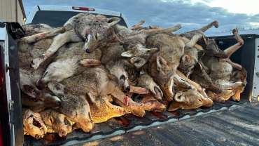 2025-carolina-coyote-classic