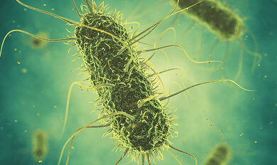Selko organizes Salmonella from feed to food webinar on June 20