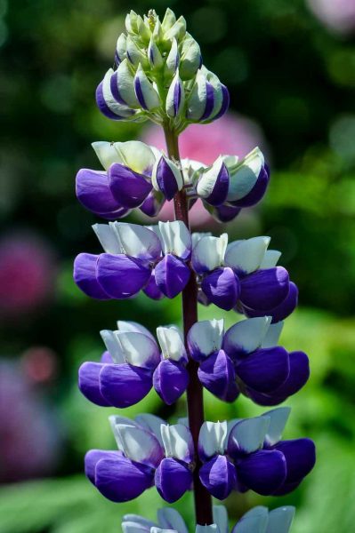 Lupin hybride de russel - Lupinus regalis Lupin hybride de russel - Lupinus regalis