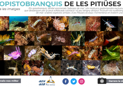 Els Opistobranquis de les Pitiüses