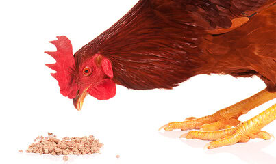 Oil-Dri receives Brazilian patent for mineral-based feed additive formulation 