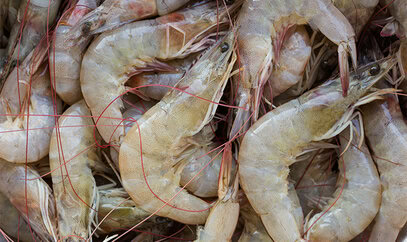 BASF and MSD Animal Health join Sustainable Shrimp Partnership