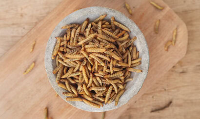  Insect protein could be 13.5 times worse for climate than soy