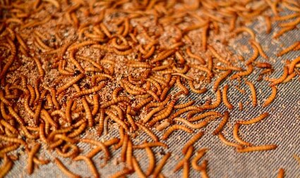 Insect protein market expected to reach $1.48 billion by 2028