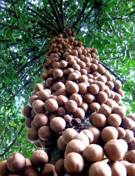 kepel é uma fruta estranha kepel é uma fruta estranha